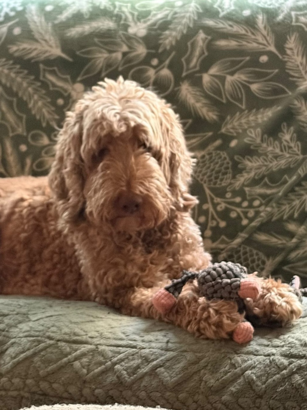 CHECK OUT ALL MY PET APPROVED TOYS, FEEDERS, TRAINING BUNDLES AND MORE 🐶🐱 - Picture 8 of 13
